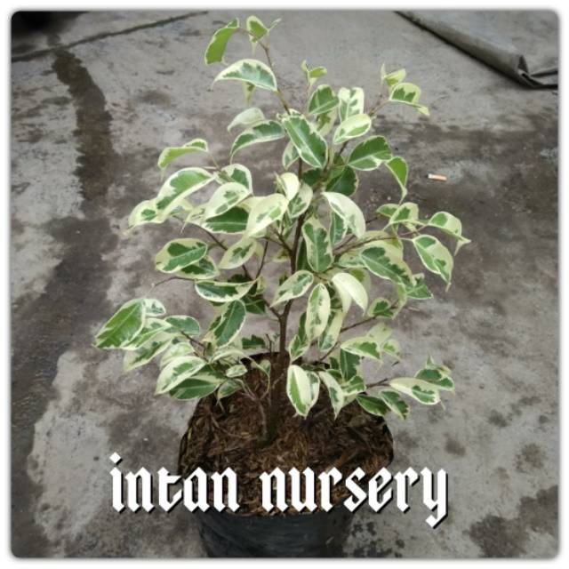 Jual Tanaman Beringin Putih (Bahan Bonsai) Indonesia|Shopee Indonesia