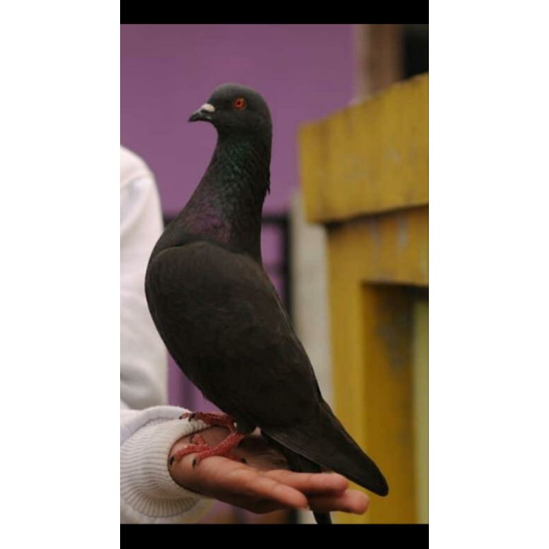 Jual Merpati Hitam Balap | Shopee Indonesia