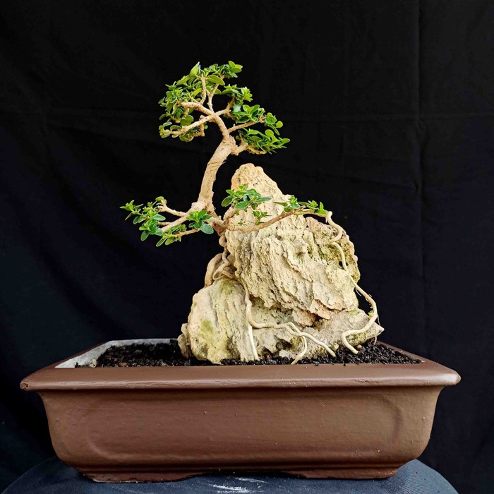 Jual Bonsai Pohon Sancang Mini On The Rock Indonesia|Shopee Indonesia
