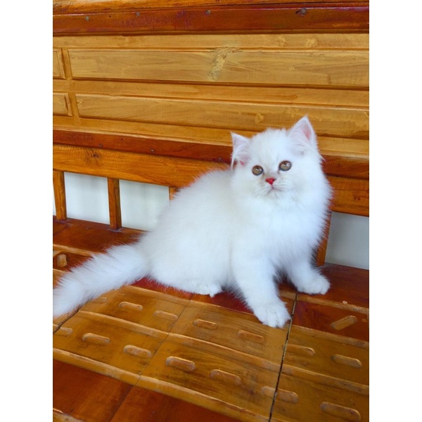 Jual Big Sale Kucing Persia Longhair Kitten Persia Kucing Persia Flatnose Indonesia|Shopee Indonesia