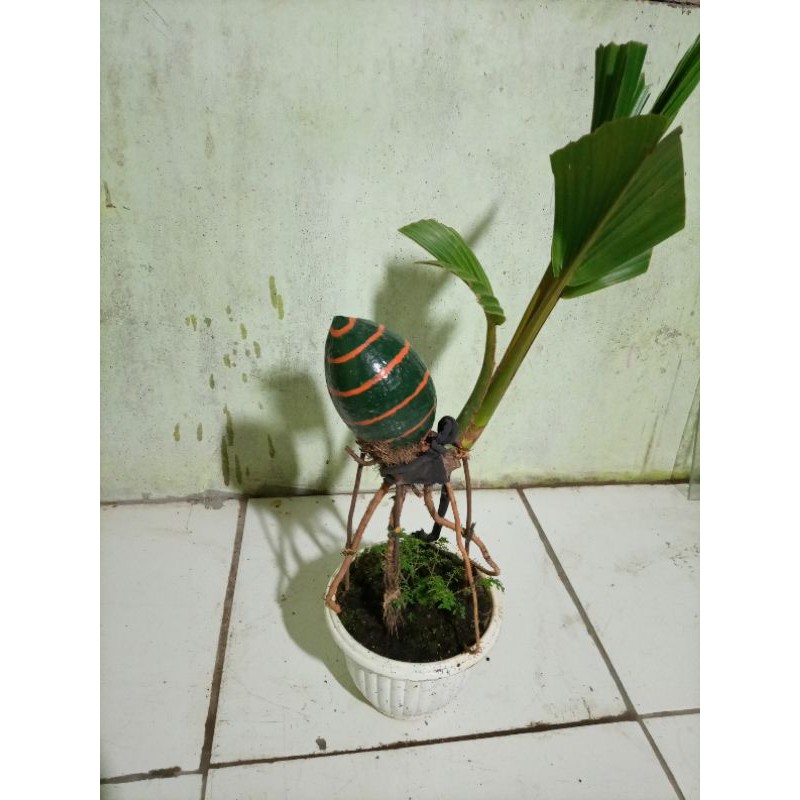 Jual Bonsai Kelapa Motif Lebah Indonesia|Shopee Indonesia