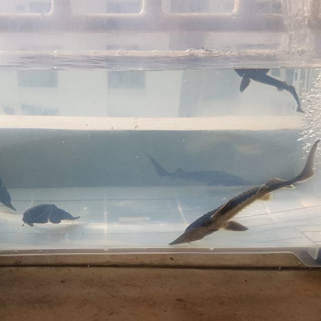 Acipencer sturgeon hiu air tawar ikan kaviar caviar | Shopee Indonesia
