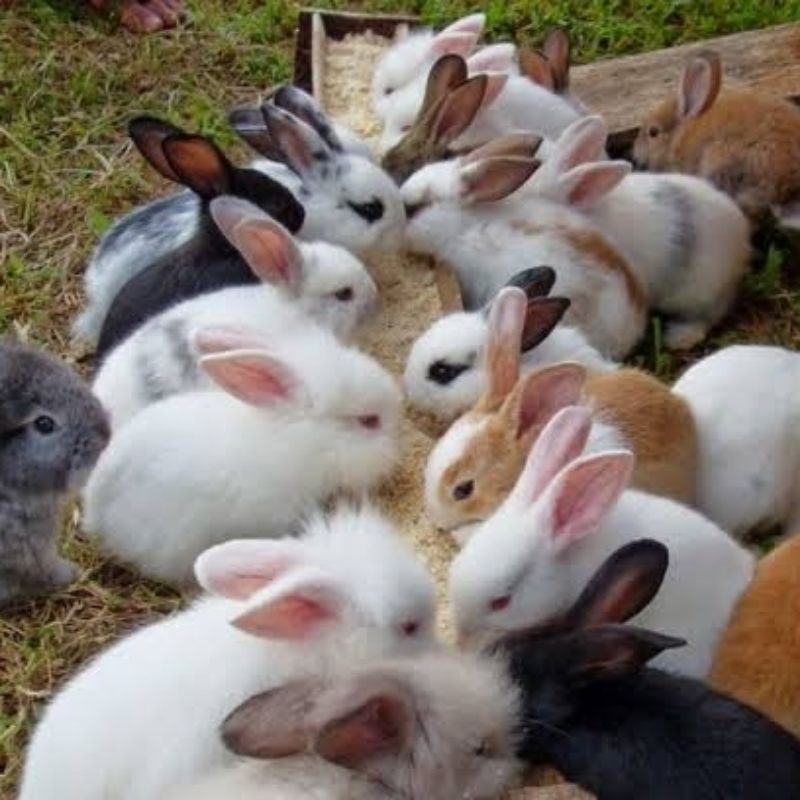 kelinci Harga Terbaik - Oktober 2021 | Shopee Indonesia