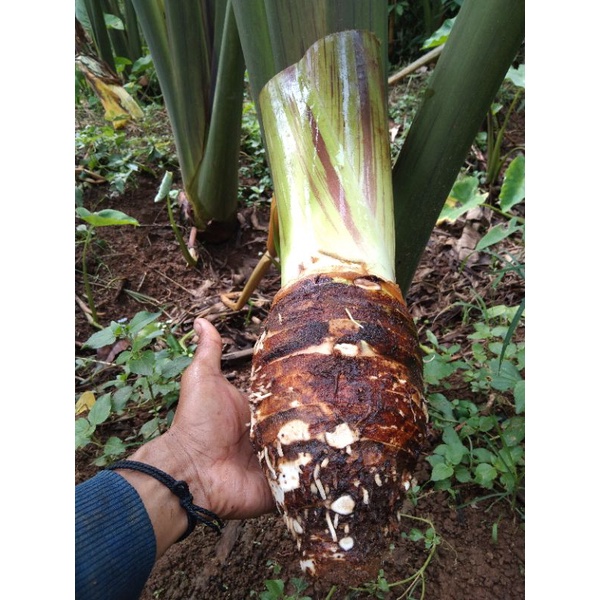 Jual talas bogor asli talas bogor pulen 1kg Shopee Indonesia