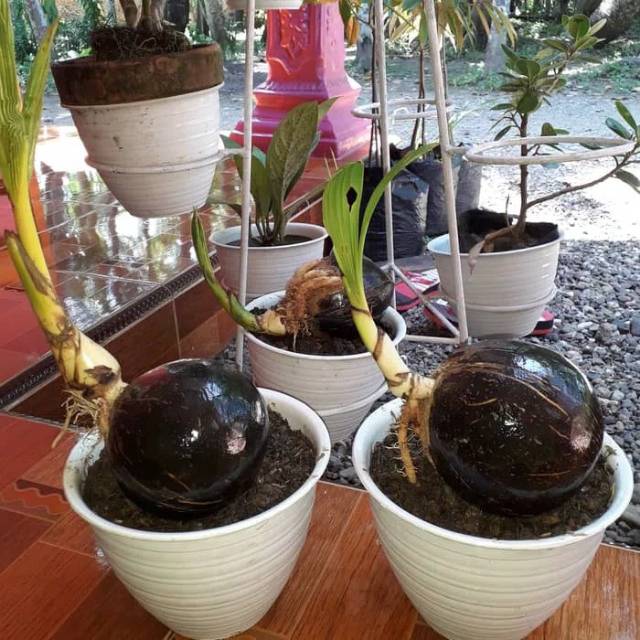 Jual Bonsai Kelapa Gading Kuning Kecil Pilihan Ter Murah Indonesia|Shopee  Indonesia