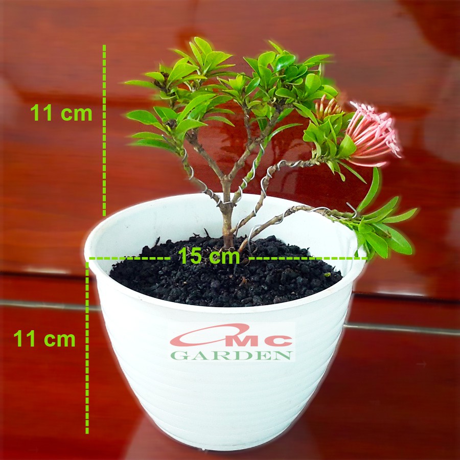 Jual Tanaman Hias Bonsai Mame Soka Mini Asoka Jepang Ixora Pink Jambon  Merah Muda B-Smp-003 Indonesia|Shopee Indonesia