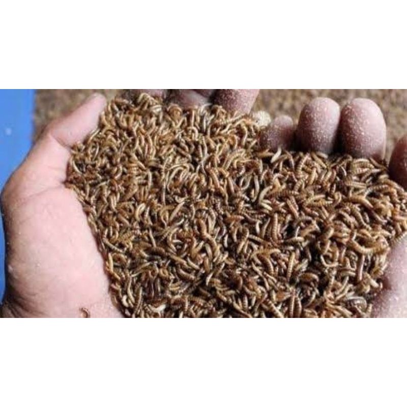 Jual Ulat Kandang / Ulat Balap Hidup 100Gr/1Ons | Shopee Indonesia