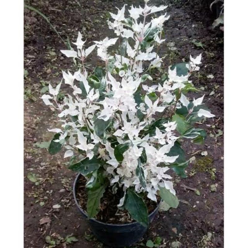 Jual (Bisa Cod) Tanaman Hias Anting Putri Salju Bahan Sambung Bonsai  Indonesia|Shopee Indonesia