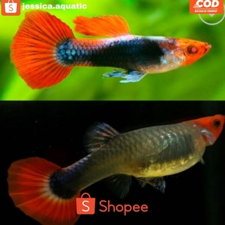 Jual Guppy Tuxedo Harga Terbaik Maret 2022 | Shopee Indonesia