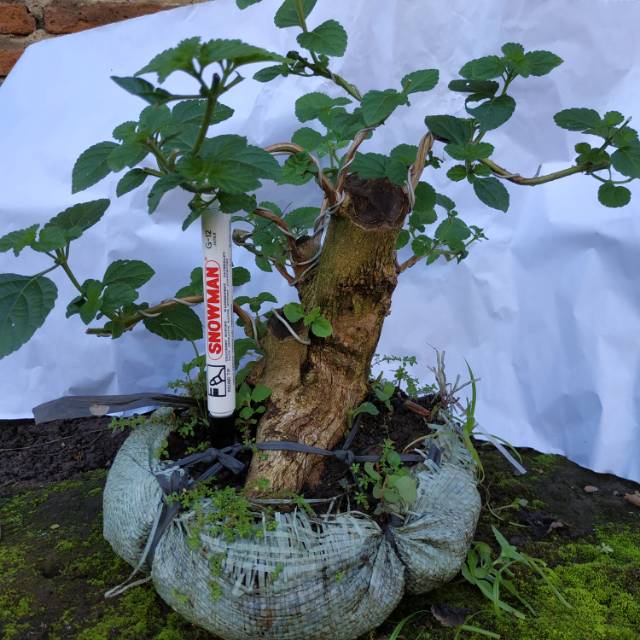 Jual Bahan Bonsai Lantana Indonesia|Shopee Indonesia