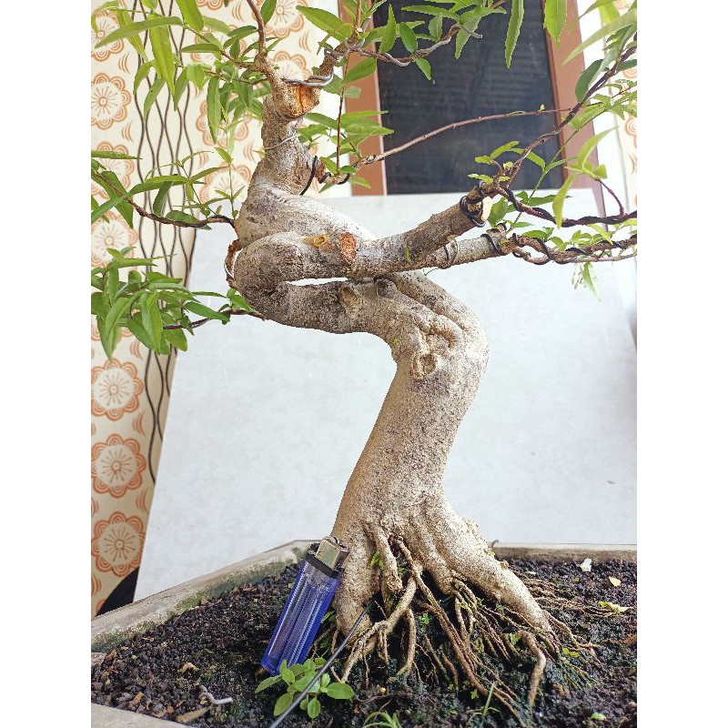 Jual Anting Putri Meliuk Liuk Prospek Indonesia|Shopee Indonesia