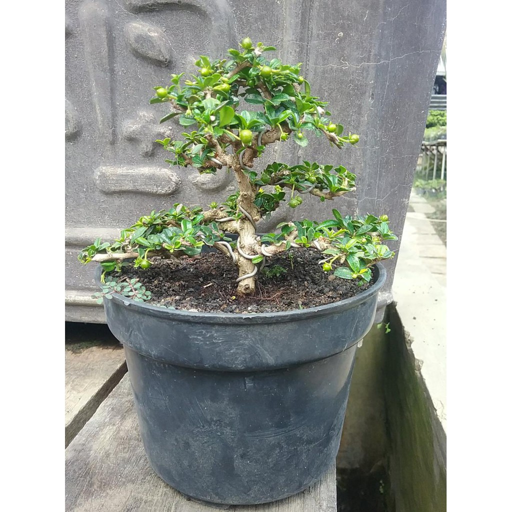 Jual Bibit Tanaman Bonsai Hokiantea Micro Buah #_* Indonesia|Shopee  Indonesia