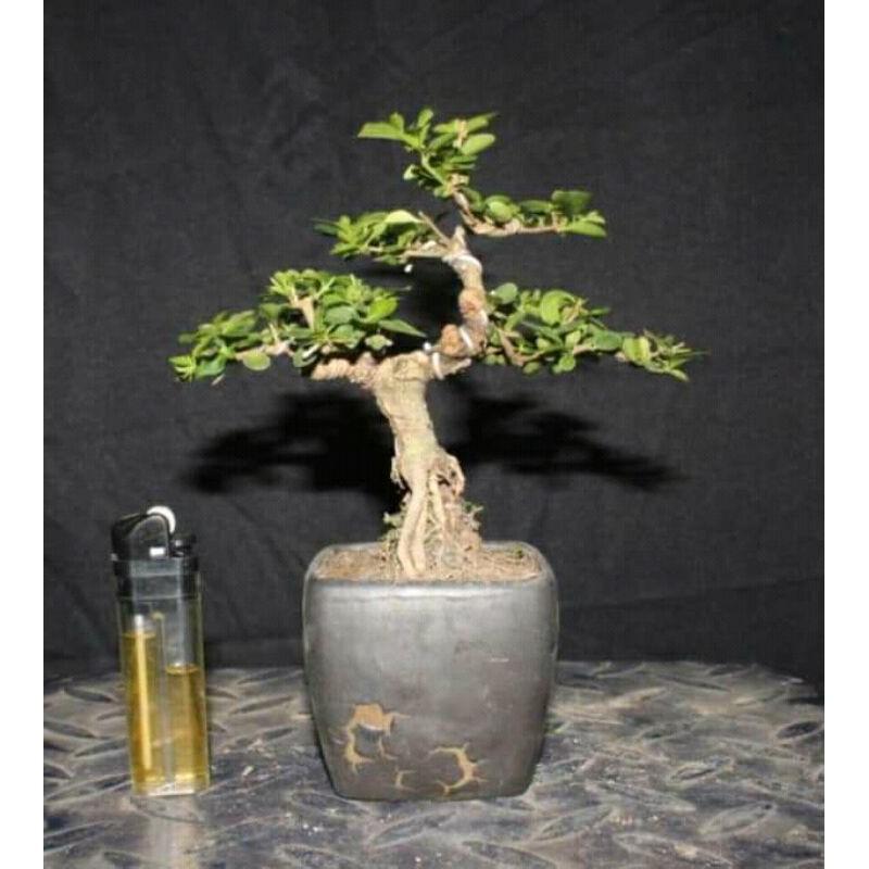 Jual Bonsai Sancang Mame (Bahan) Indonesia|Shopee Indonesia