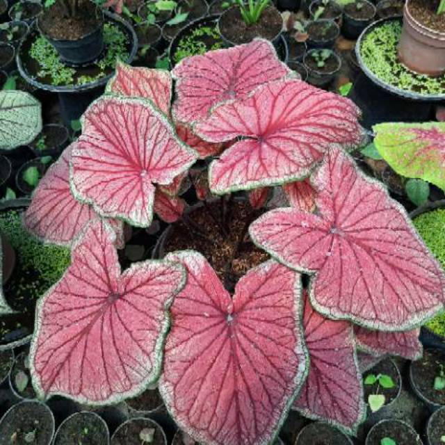 Caladium Red Jaguar/Tanaman Hias/Bunga Hias/keladi murah/ Shopee