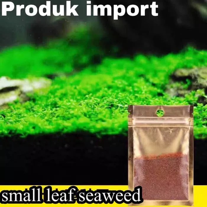 Tanaman Aquascape Bibit Carpet Seed Bibit Small Leaf Seaweed Shopee
