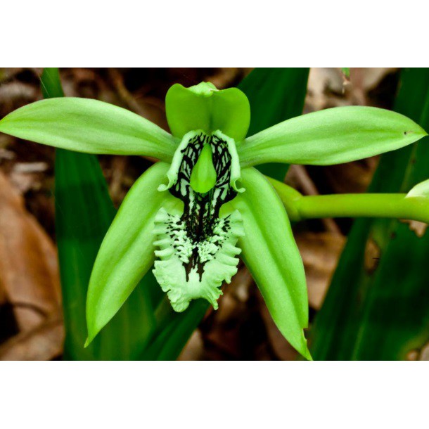 Bibit Tanaman Hias Anggrek Hitam atau Black Orchid | Shopee Indonesia