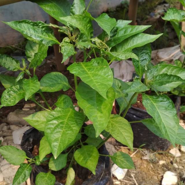 Pohon cabe rawit berbunga dan siap berbuah | Shopee Indonesia