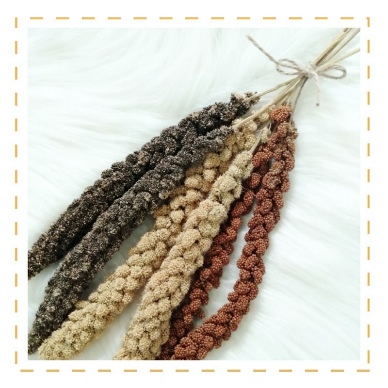 Jual Foxtail Millet Spray / Jewawut / Snack Hamster / Camilan Hamster