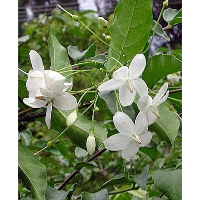Jual Tanaman Anting Putri Jasmine Indonesia|Shopee Indonesia