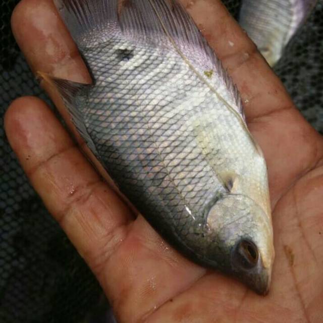 Bibit Gurame uk ngejinggo. Shopee Indonesia