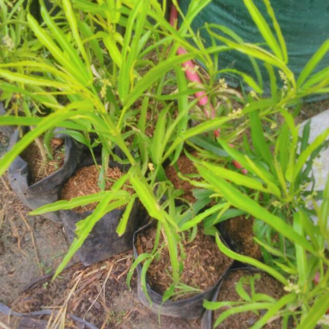 Wow 11+ Gambar Bunga Zodia Gambar Bunga HD