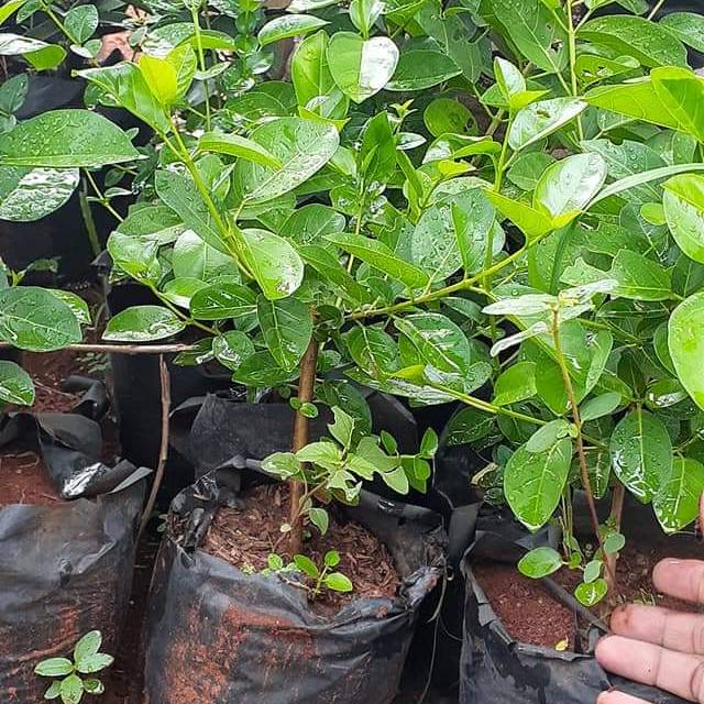 Jual Sancang Bakalan Bonsai Sancang Farigata Sancang Hijau Indonesia|Shopee  Indonesia