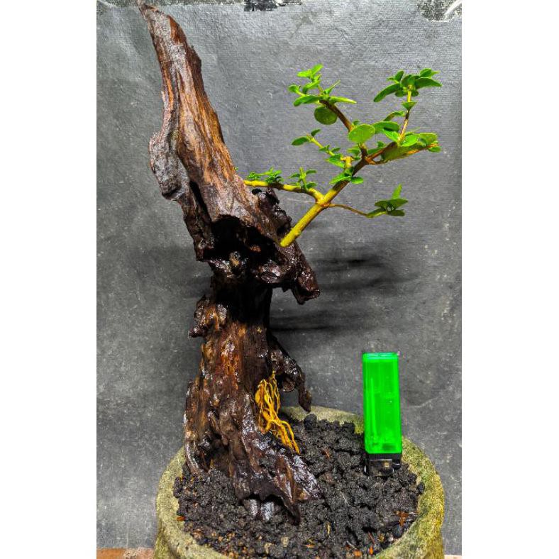 Jual Stock Baru!! Bahan Bonsai Sancang Premna Tanuki Style Cakep Realpic  Top!! Indonesia|Shopee Indonesia