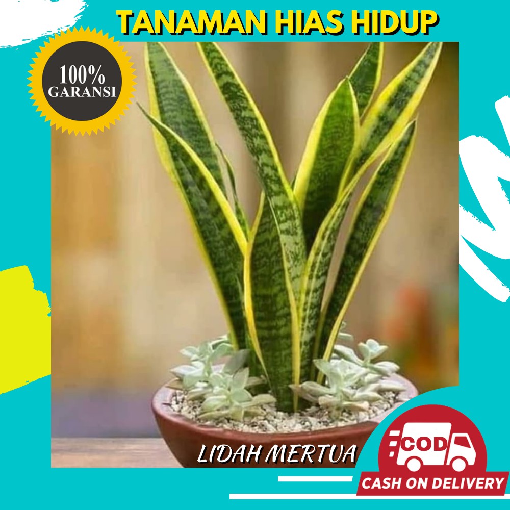 Jual Bibit Tanaman Bunga Hias Lidah Mertua Asli Hidup Murah Bergaransi Indonesia|Shopee Indonesia 1000_X_1000_jpg