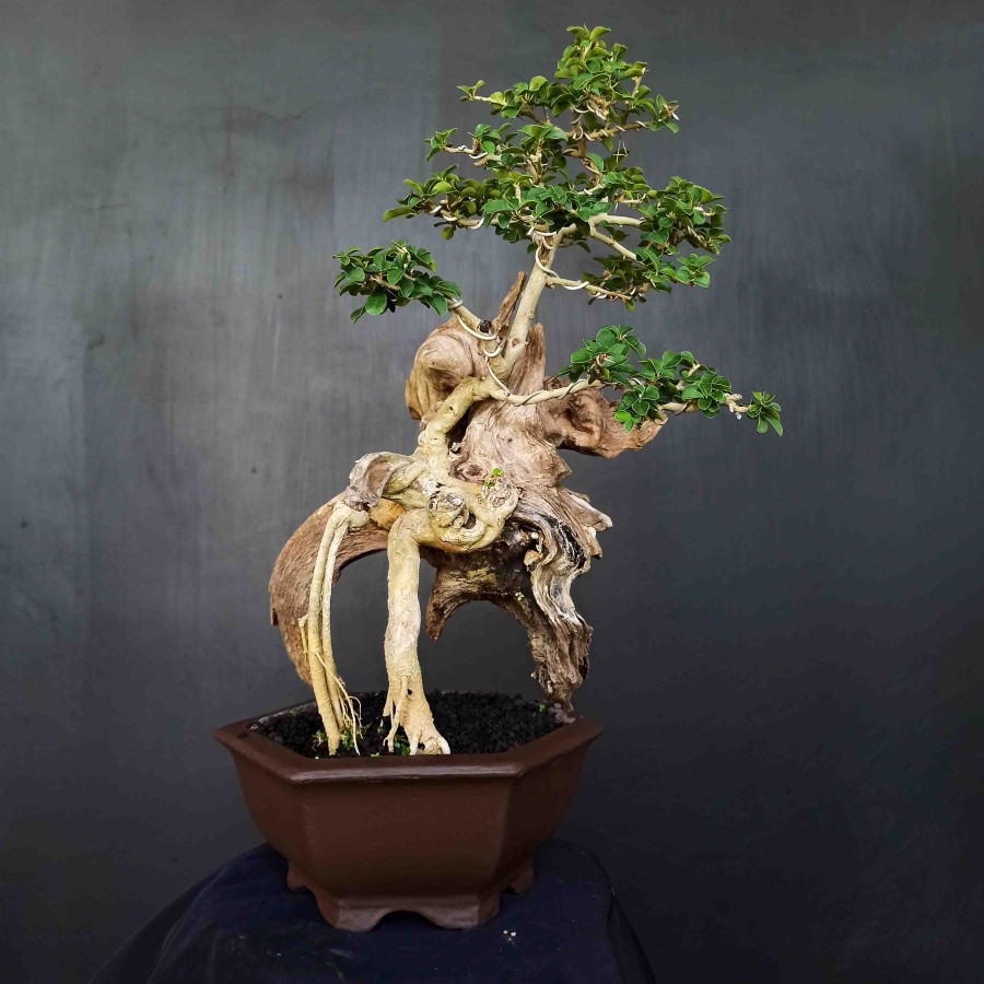 Jual Bonsai Small Pohon Sisir Kaliage Extreme Styale Kayu Mati Unik  Indonesia|Shopee Indonesia