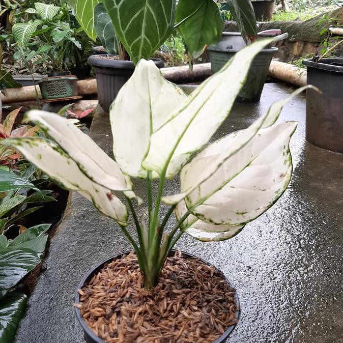 Tanaman Hias Aglonema Putih Hidup Super White Real Plant MURAH Shopee