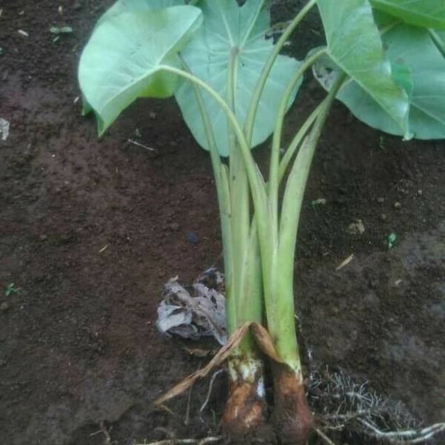 Bibit talas bogor paket 15 bibit Shopee Indonesia