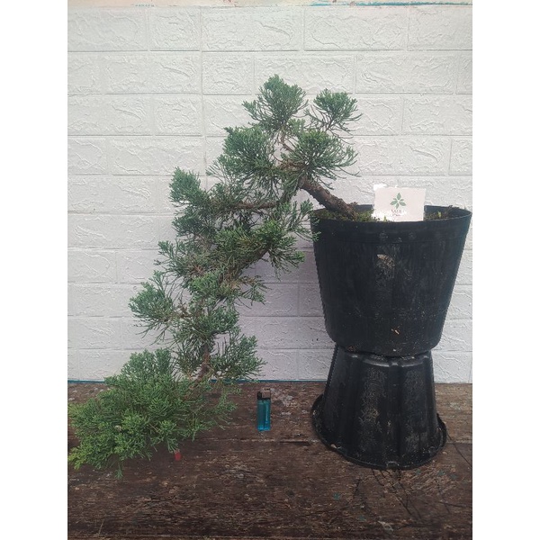 Jual Bonsai Cemara Sinencis Air Terjun | Bonsai Sinencis Cascade | Bonsai  Sinensis | Bonsai Sinensis Keskit Indonesia|Shopee Indonesia