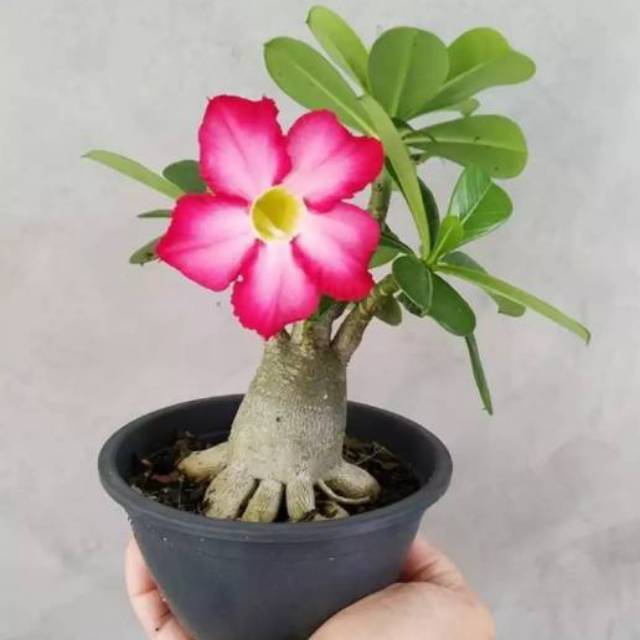 Jual Bibit Tanaman Adenium Bonggol Besar Bahan Bonsai Kamboja Jepang  Indonesia|Shopee Indonesia