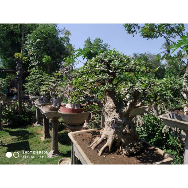 Jual Bonsai Loa Kelas Kontes Indonesia|Shopee Indonesia