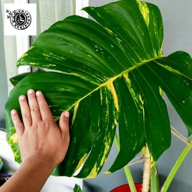 Tanaman Hias Philodendron Monstera Epipremnum aureum Sirih Gading