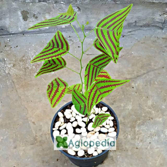 Tanaman Hias Christia Obcordata ( Swallow Tale ) KupuKupu Hijau