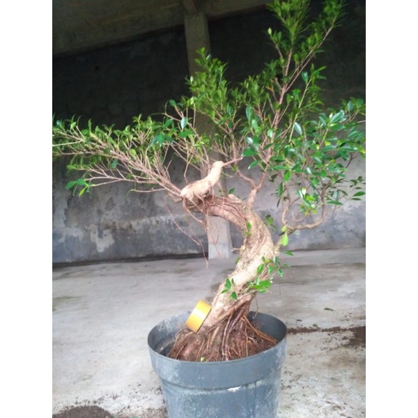 Jual Bahan Bonsai Daun Kimeng Batang Campur Ipik Indonesia|Shopee Indonesia