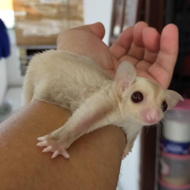 Jual Sugar Glider Joey creamino Indonesia