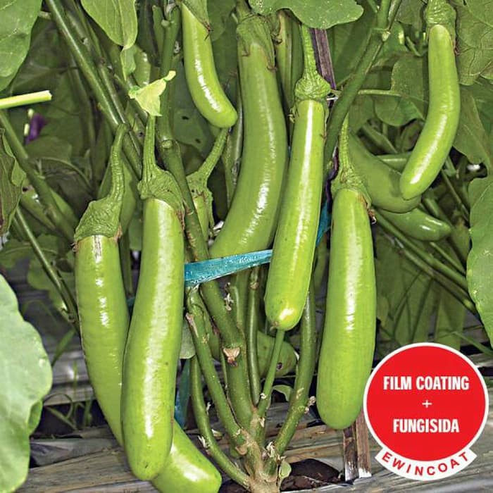 Bibit Terong Paling Bagus BIBIT TAMAN