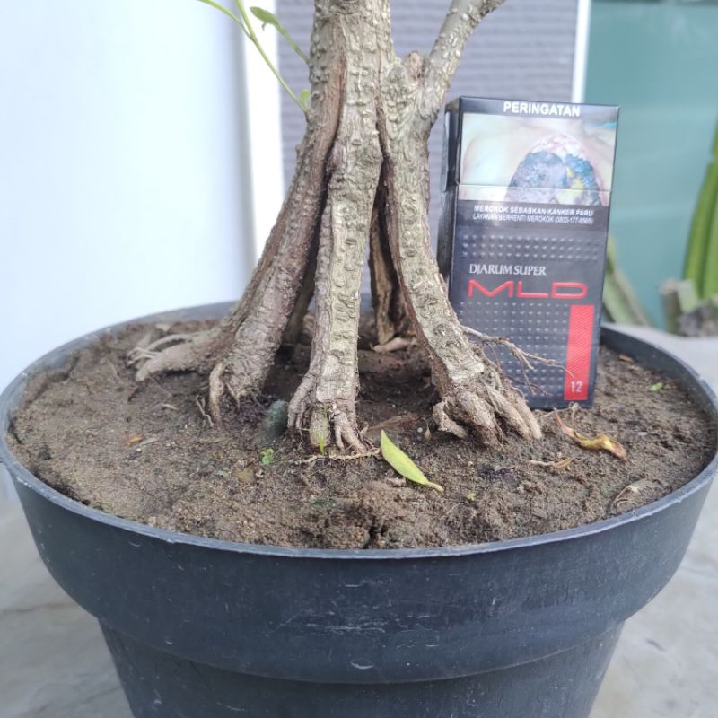 Jual Bonsai Kimeng Pecah 8 Indonesia|Shopee Indonesia