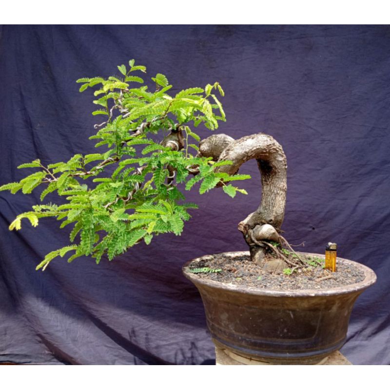 Harga Bonsai Asem Jadi Terbaru Maret 2022 | Biggo Indonesia