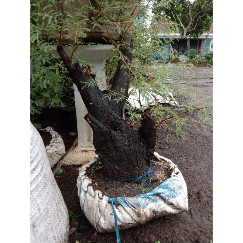 Jual Bahan Bonsai Arabika Klampis Ireng Indonesia|Shopee Indonesia