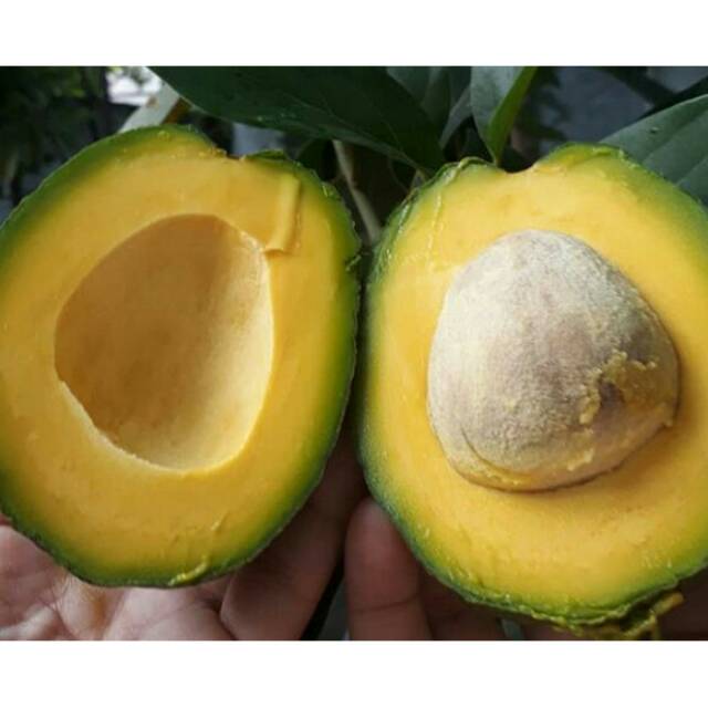 Bibit Alpukat Miki Shopee Indonesia