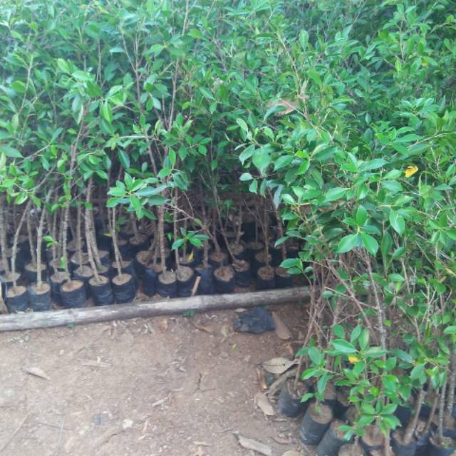 Jual Bibit Bonsai Kimeng Ficus Micro Carpa Indonesia|Shopee Indonesia