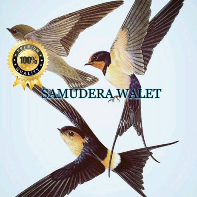 Jual Suara Panggil Walet Super Walet Muda Indonesia|Shopee Indonesia