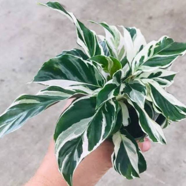 Jual Tanaman Maranta Tisu / Calathea White Fusion | Shopee Indonesia