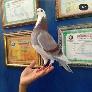 Jual Player Atau Bahan Induk Merpati Balap Sprint Trah | Shopee Indonesia