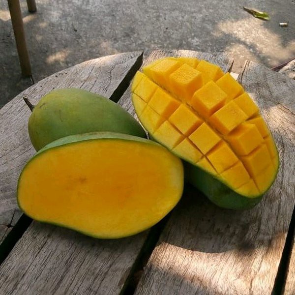 Bibit mangga arumanis kualitas unggul murah Shopee Indonesia