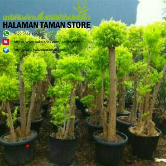 Jual Tanaman Hias Bonsai Anting Putri Indonesia|Shopee Indonesia