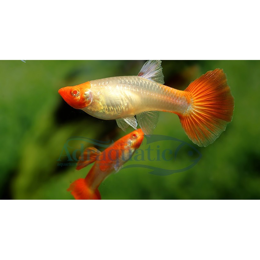Bibit Ikan Hias Bandung BIBIT TAMAN